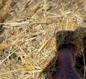 120Ha Barley Straw In Paddock Rows