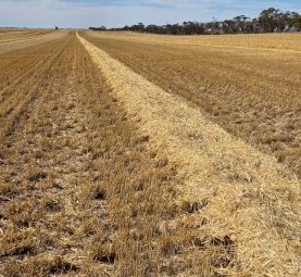 120Ha Barley Straw In Paddock Rows