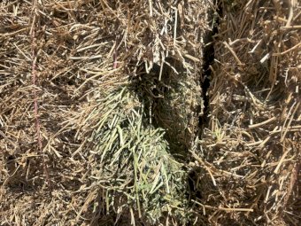 100mt Vetch Hay 550-600kg 8x4x3 Bales