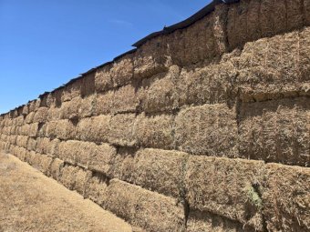 100mt Vetch Hay 550-600kg 8x4x3 Bales