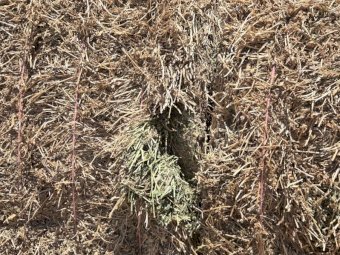 100mt Vetch Hay 550-600kg 8x4x3 Bales