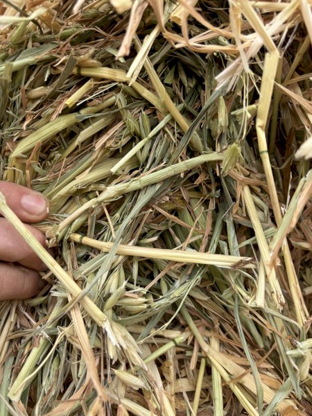 250  Bales of 25' Season Oaten Hay