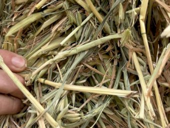 250  Bales of 25' Season Oaten Hay