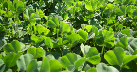 WANTED - Sub Clover Hay