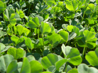 WANTED - Sub Clover Hay