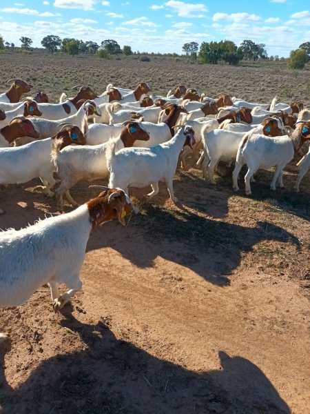 120 x Boer Goats
