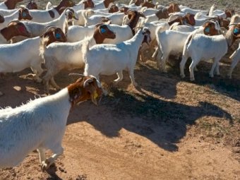 120 x Boer Goats