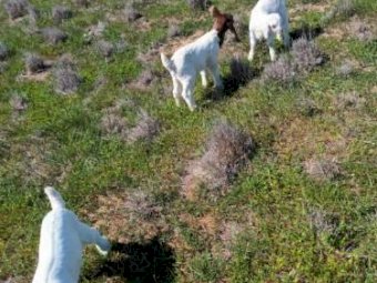 120 x Boer Goats