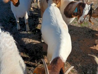 120 x Boer Goats