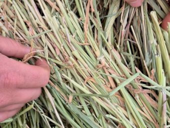 200mt Barley Hay 8x4x3 Bales