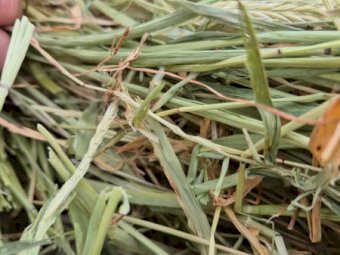 200mt Barley Hay 8x4x3 Bales
