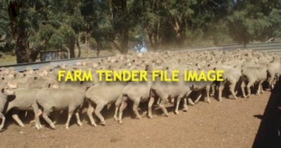 2024 Pepperton Poll Dorset Rams - High Lambplan OJDMM3