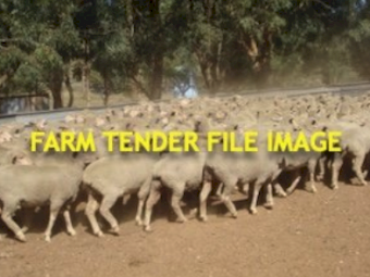 2024 Pepperton Poll Dorset Rams - High Lambplan OJDMM3