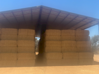 500mt Wheaten Straw 525kg 8x4x3 Bales