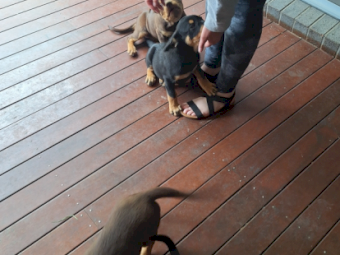 3 x Kelpie Pups