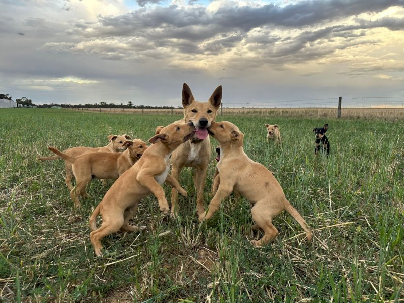 5 x Kelpie Pups