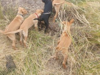 5 x Kelpie Pups