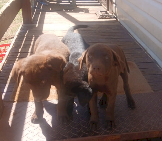 Pups Mixed Breed x 8