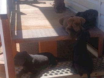 Pups Mixed Breed x 8