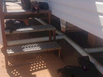 Pups Mixed Breed x 8