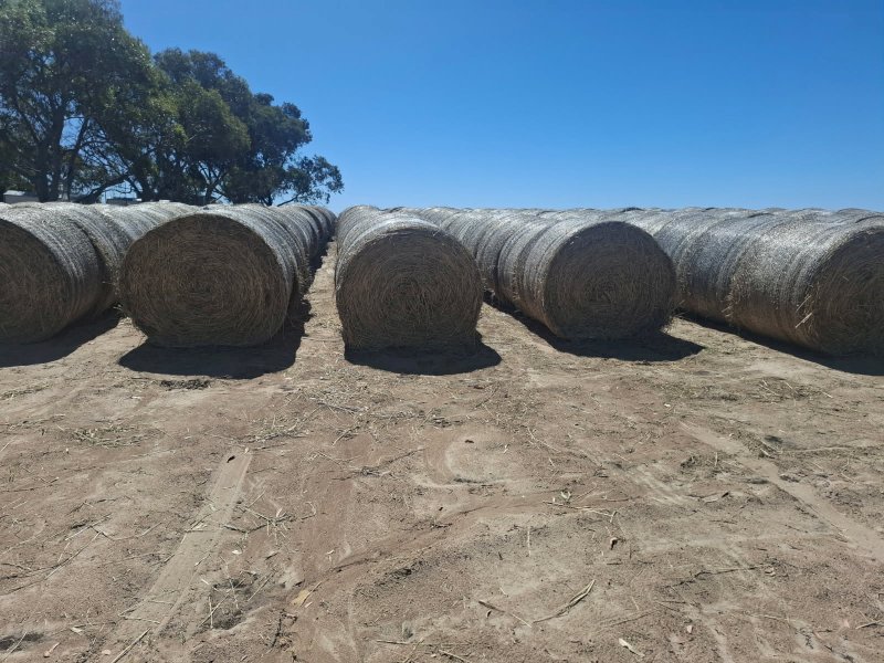 100 x Barley Vetch and Clover Hay 400kg 5x4 Rolls