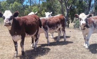 24 x Shorthorn Hereford Cross Heifers