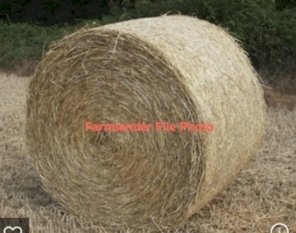 100 x Barley Hay 5x4 Round Bales
