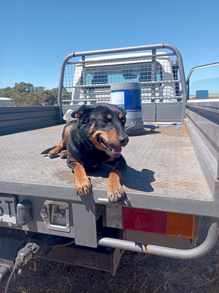 Kelpie Working Dog