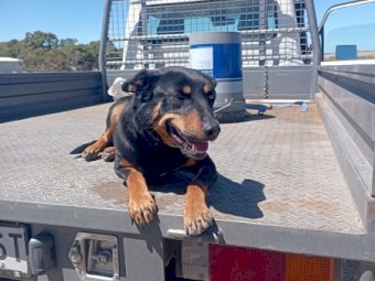 Kelpie Working Dog