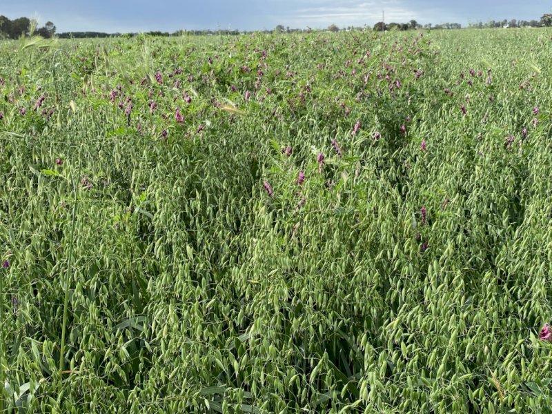 180 X Oaten Vetch 5X4 Round Bales
