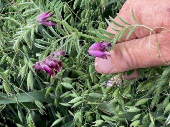 180 X Oaten Vetch 5X4 Round Bales