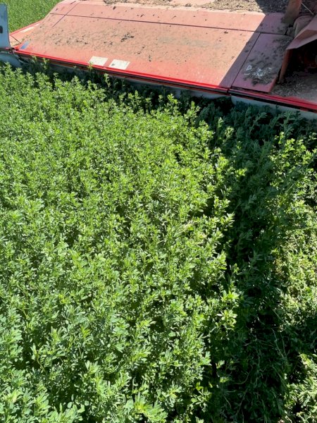 83 X Lucerne Silage 4X4 Round Bales