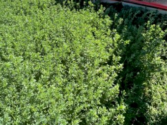 83 X Lucerne Silage 4X4 Round Bales