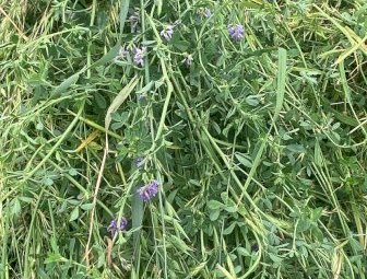 100 X Oaten Lucerne Hay 5X4 Round Bales