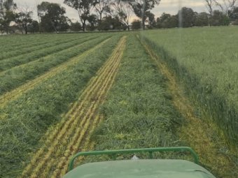 100 X Oaten Lucerne Hay 5X4 Round Bales