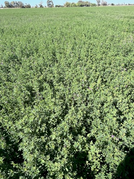 281 X Lucerne Hay 2nd Cut 5X4 Round Bales