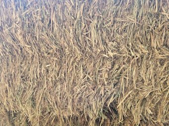 140 mt Oaten Hay 8x4x3  25/26 Season