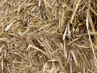 Irrigated Barley Straw 500 Bales