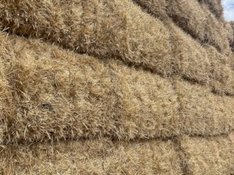 Irrigated Barley Straw 500 Bales