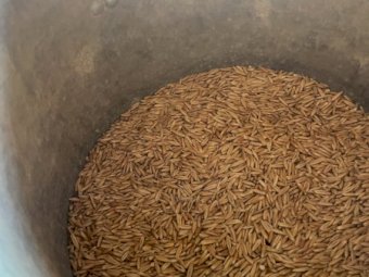 5MT Winteroo Oats Seed