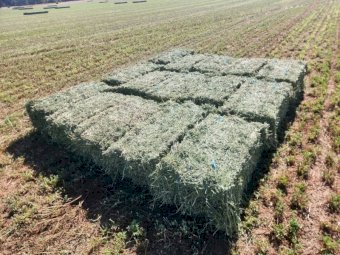 2000 Lucerne Small Squares