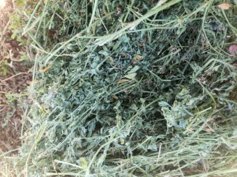 2000 Lucerne Small Squares