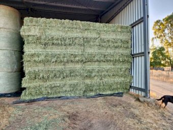 2000 Lucerne Small Squares