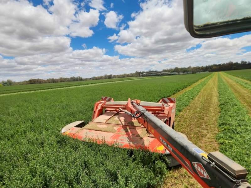150 Bales Lucerne Silage