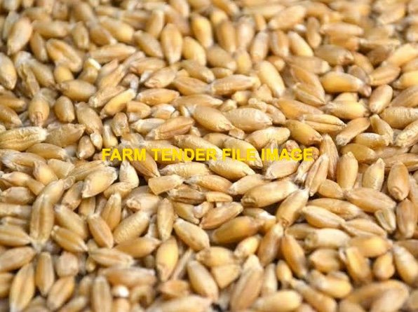 WANTED Triticale Seed