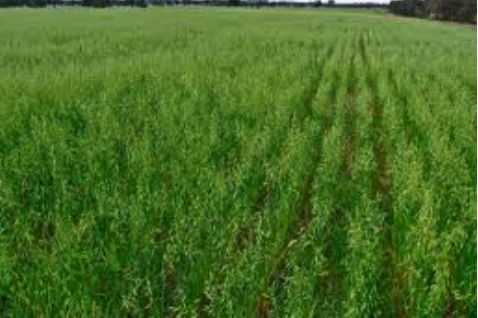 Amine 700 - 1000L Shuttles