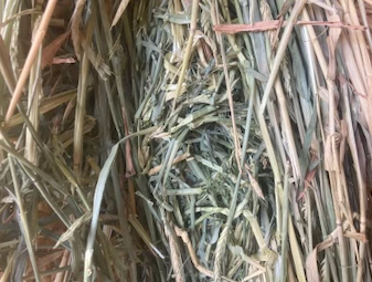 110mt Awnless Barley Hay 550kg 8x4x3 Bales