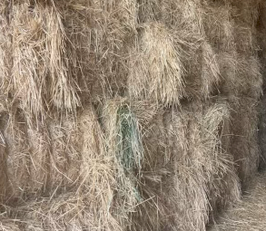 100mt Awnless Wheaten Hay 550kg 8x4x3 Bales
