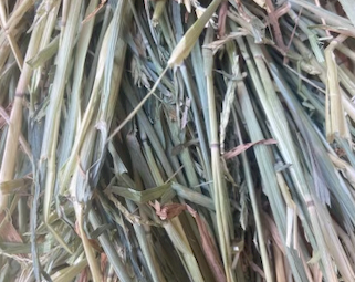 100mt Awnless Wheaten Hay 550kg 8x4x3 Bales