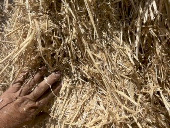 Wheaten Straw 8x4x3 Bales